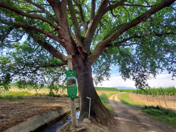 249. Ruta dels Arbres Monumentals de Bordils i els refugis antiaeris de l’Aeròdrom 311